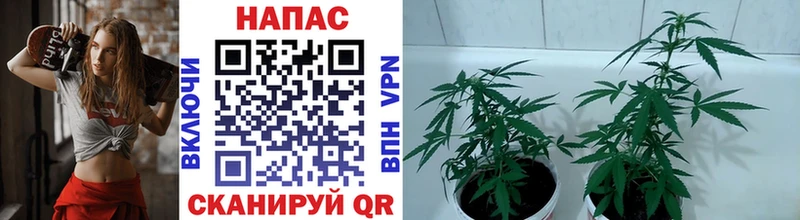 где продают наркотики  Суворов  Каннабис конопля 